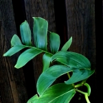 Monstera spruceana