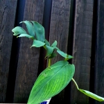 Monstera spruceana sadzonka1