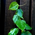 Philodendron ornatum