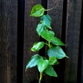 Philodendron ornatum- sadzonka 2