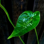 Anthurium insigne