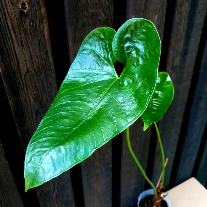 Anthurium insigne