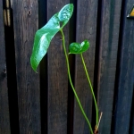 Anthurium insigne - sadzonka1 
