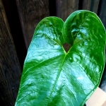 Anthurium insigne - sadzonka1 