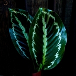 Calathea picturata var. picturata