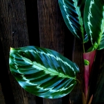 CPICTUR-VAR-PICTUR 1