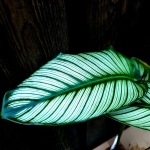 CORNATA-VAR-OR 1