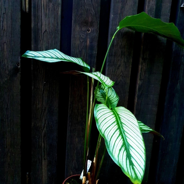 Calathea ornata var. ornata