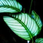 CORNATA-VAR-OR 1
