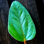 Anthurium weberbaueri 
