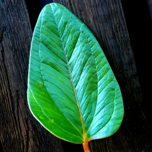 Anthurium weberbaueri 