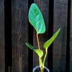 Anthurium weberbaueri - sadzonka 2