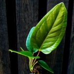Anthurium weberbaueri - sadzonka 1