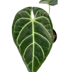 Anthurium regale - M