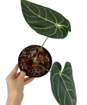Anthurium regale - M