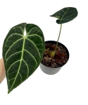 Anthurium regale - M