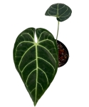 Anthurium regale - M