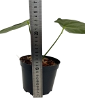Anthurium regale - M