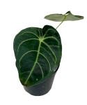 Anthurium regale - M