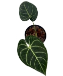 Anthurium regale - M