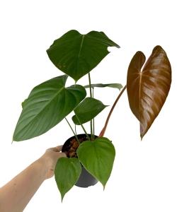 Philodendron lynamii - M