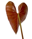Philodendron lynamii - M