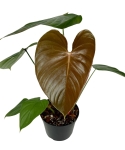 Philodendron lynamii - M