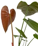 Philodendron lynamii - M