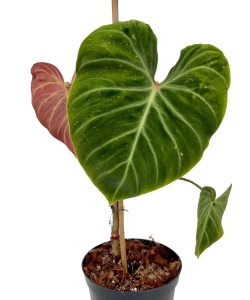 Philodendron verrucosum Amazon Sunset PVAS2 - L (1)