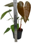 Philodendron lynamii - M