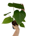 Philodendron lynamii - M