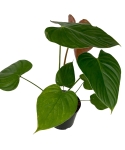 Philodendron lynamii - M