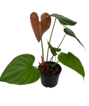 Philodendron lynamii - M