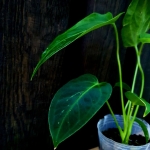 Anthurium waterburyanum