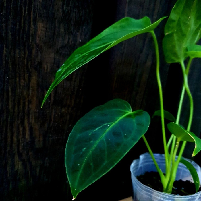 Anthurium waterburyanum