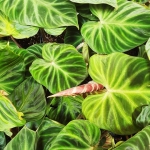 Philodendron verrucosum
