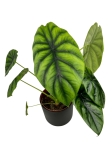 Alocasia Clypeolata Green Shield - L