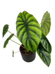 Alocasia Clypeolata Green Shield  - L