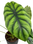 Alocasia Clypeolata Green Shield - L