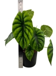 Alocasia Clypeolata Green Shield - L