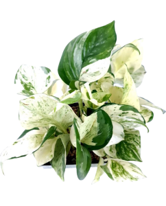 Epipremnum  Happy Leaf - M