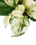 Epipremnum Happy Leaf