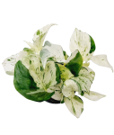 Epipremnum Happy Leaf - M