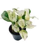 Epipremnum Happy Leaf - M