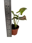 Syngonium Red spot - S