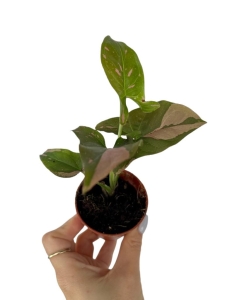 Syngonium Red spot - S