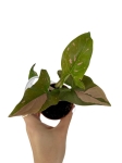 Syngonium Red spot - S