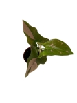 Syngonium Red spot - S