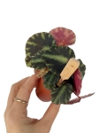 Begonia cleopatra - S
