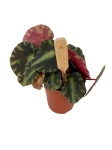 Begonia cleopatra - S